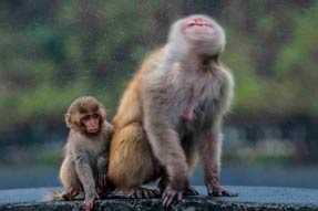 Dehradun Wildlife Anant